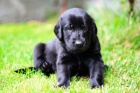 Flat coated retriever tata s PP