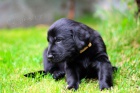 Flat coated retriever tata s PP