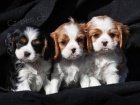 Zadm tata plemene King Charles Spaniel