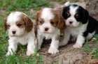 Zadm tata plemene King Charles Spaniel