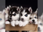 Ndhern ttka vlho husky