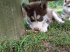 Ndhern ttka vlho husky
