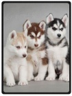 Sibisk husky ttka s papry