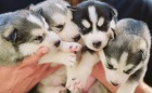 Siln a krsn sibisk husky tata