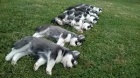 Siln a krsn sibisk husky tata