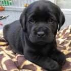 krsn adoptovateln labradors.males a female