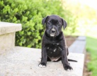 krsn adoptovateln labradors.males a female