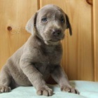 krsn adoptovateln labradors.males a female