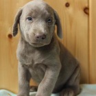 krsn adoptovateln labradorsky.males a female