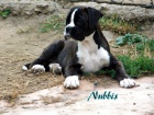 Nmeck boxer