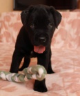 Cane Corso s PP