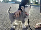 Sibisk husky tenata***