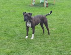 Americk bandog - nabdka feny