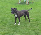 Americk bandog - nabdka feny