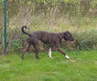 Americk bandog - nabdka feny