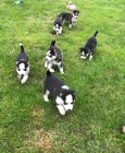 Sibisk husky tenata