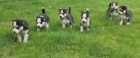 tieniatk sibrsk Husky