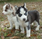 Sibisk husky tata s PP