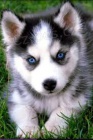 Sibirsk husky - tenata s PP