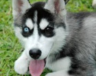 Sibirsk husky - tenata s PP