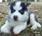 Sibirsk husky - tenata s PP