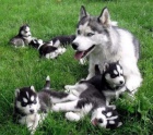 Modr oi tat sibiskho husky