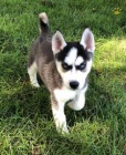Modr oi tat sibiskho husky