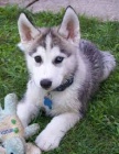 Modr oi tat sibiskho husky