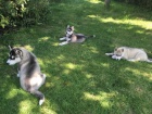 Modr oi tat sibiskho husky