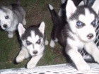 Modr oi tat sibiskho husky