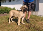 Feneka Boerboel 6 msc