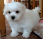 Maltsk� 3 d�vka a 2 chlapci