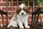 Cuddly Cavapoo