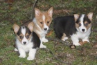 tata Pembroke Welsh Corgi pro adopci, pro vce informac a fotografi prosm kontaktujte