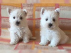 West Highland Terrier chlapec a dvka hledaj nov domovy