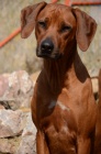 Rhodsk ridgeback tata s PP odbr