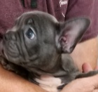 Francouzsk� buldo�ek