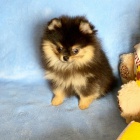 Pomeranian s PP