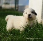 Pyrenejsk horsk pes - tata s PP