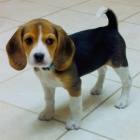 krsn samce a samice tat beagle k adopci