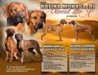 Rhodesian Ridgeback- ttka