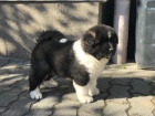 krsn akita inu tata