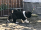 krsn akita inu tata