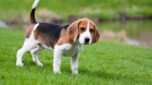 beagle puppies for free adoption!