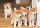 2 tat akita inu zdarma k adopci !!...