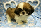 12 tat shih tzu zdarma k adopci !!