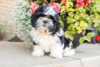 tat shih tzu zdarma k adopci !! 23