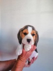 Dv tata Beagle