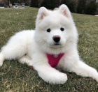 Samojed tata K dispozici Pro pijet