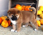 tata shiba inu k dispozici k adopci